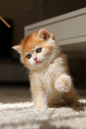 قطه برتش شورت للبيع | قولد | انثى