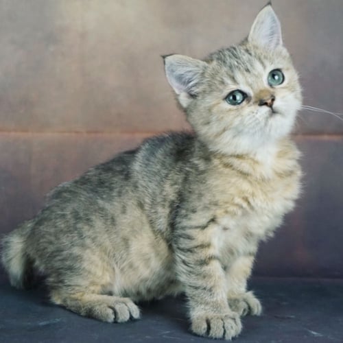 قطط بريطانيه \ سكوتش ستريت للتبني | ذكر | مجانا