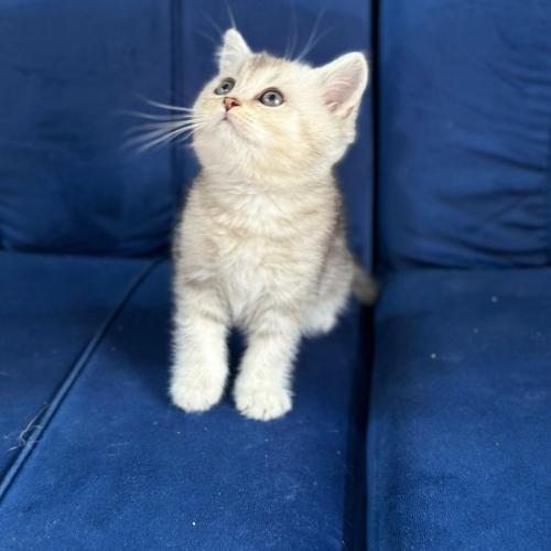 قطه سكوتش للبيع | قولد | انثى