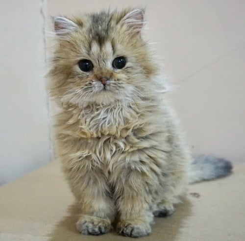 قطط بريطانيه \ سكوتش ستريت للتبني | ذكر | مجانا