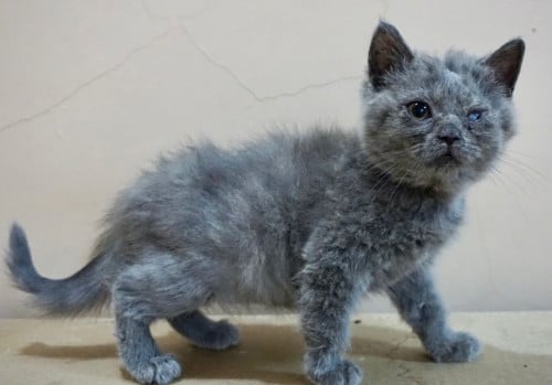 قطط سكوتش للبيع ستريت للتبني | انثى | مجانا