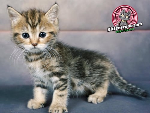 قطط سكوتش للبيع ستريت للتبني مجانا