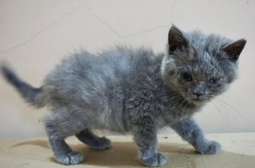 قطط سكوتش للبيع ستريت للتبني | انثى | مجانا