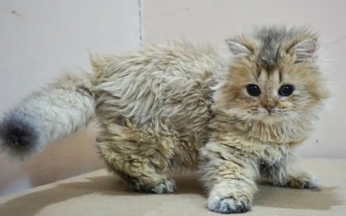 قطط بريطانيه \ سكوتش ستريت للتبني | ذكر | مجانا