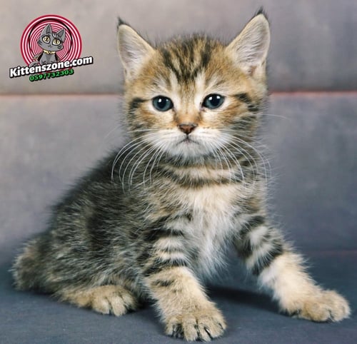 قطط سكوتش للبيع ستريت للتبني مجانا