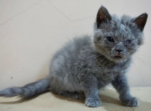 قطط سكوتش للبيع ستريت للتبني | انثى | مجانا