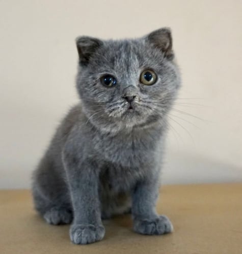 قطط سكوتش للبيع ستريت للتبني | ذكر | مجانا