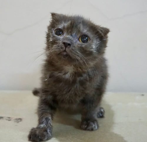 قطط سكوتش فولد للتبني لون تشوكلت | انثى | مجانا