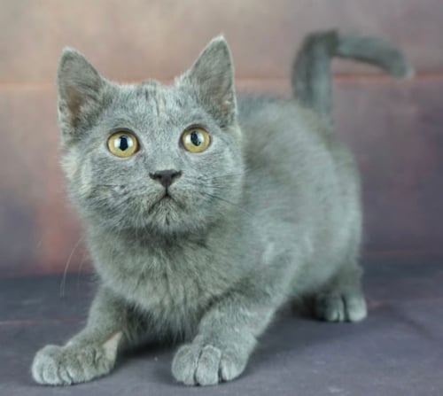 قطط بريطانيه \ سكوتش ستريت للتبني | ذكر | مجانا