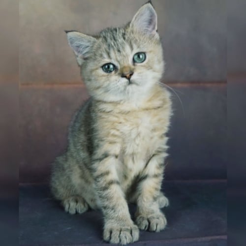 قطط بريطانيه \ سكوتش ستريت للتبني | ذكر | مجانا