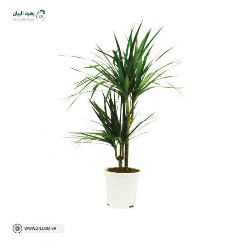 دراسينا مارجيناتا نبات طبيعى