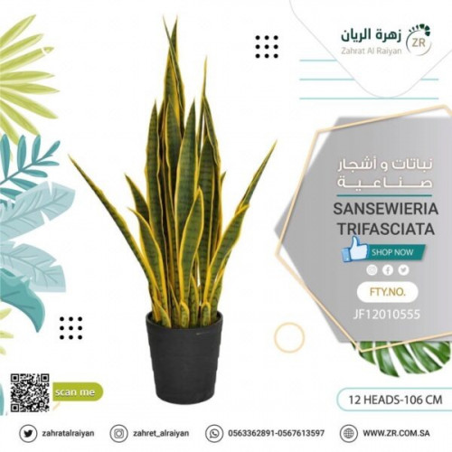 نبات جلد النمر الصناعى ارتفاع 106 سم