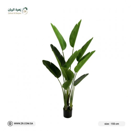 نبات عصفور الجنة الملكى الصناعى ارتفاع 155