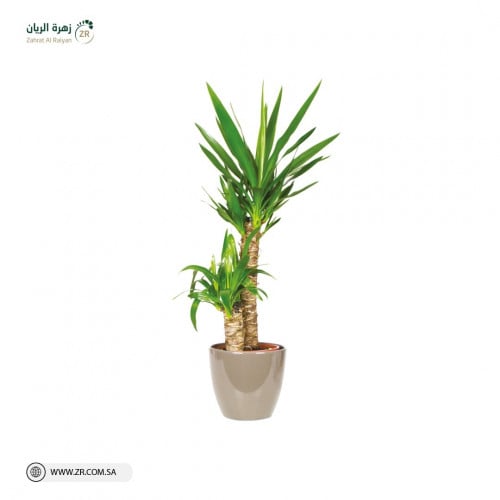نبات اليوكا الطبيعى بثلاث مقاسات
