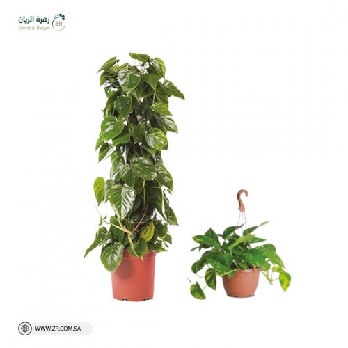 بوتس ومداد متسلق نبات طبيعى بثلاث مقاسات