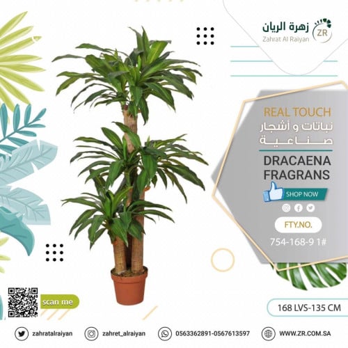 نبات دراسينا فراجرانس الصناعي ارتفاعه 135 سم