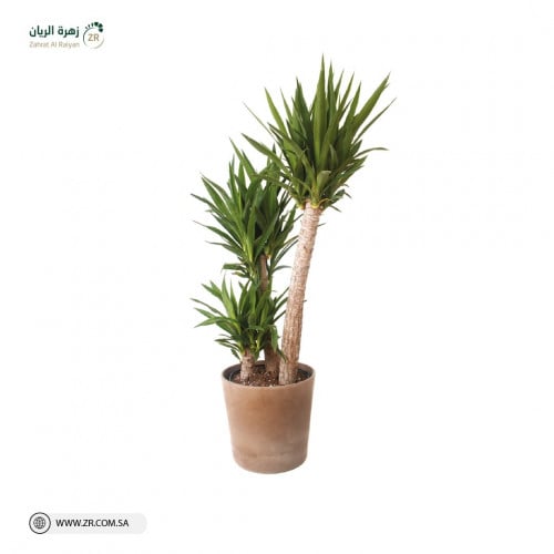 نبات اليوكا الخارجية الطبيعية بثلاث مقاسات