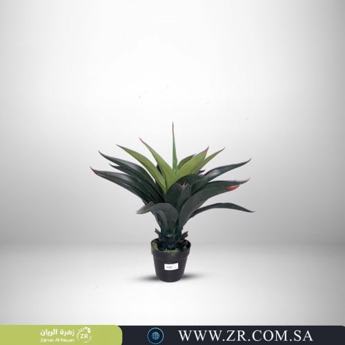 نبات صبار أجاف الصناعية