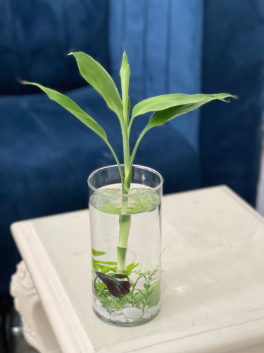 فازة سمكة الفايتر