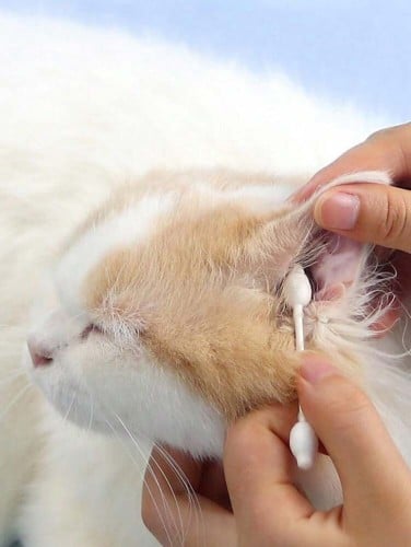 اعواد قطنية لتنظيف الاذن للقطط والكلاب 56 حبة