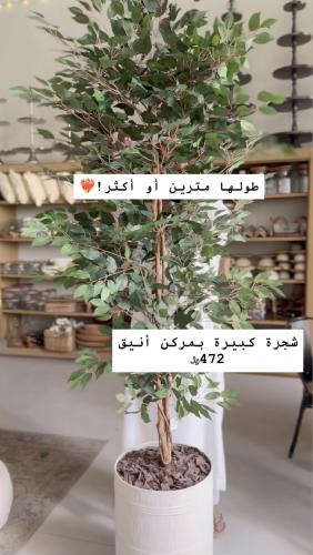 شجرة داخل الرياض فقط