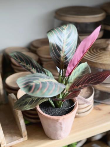 نبتة مارانتا ليوكونيورا