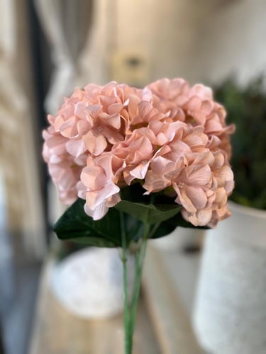 غصن هيدرنجا