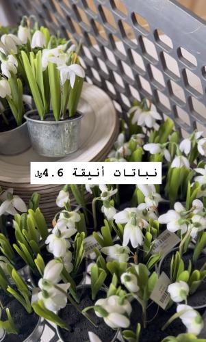 نبتة بمركن