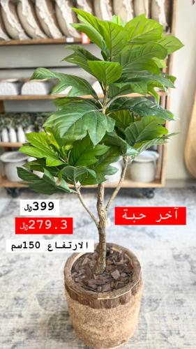 شجرة داخل الرياض فقط