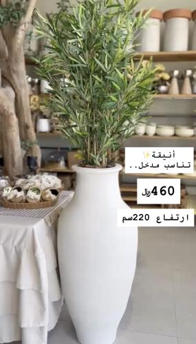 شجرة بامبو بمركن فخار داخل الرياض فقط