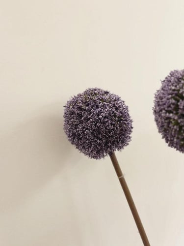 ساق الكراسبيديا