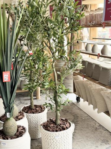 شجرة زيتون داخل الرياض فقط