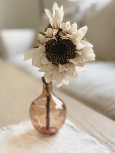 فازة دوار الشمس