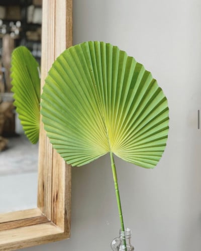 ورقة خضراء كبيرة