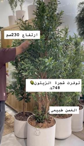 شجرة زيتون داخل الرياض فقط
