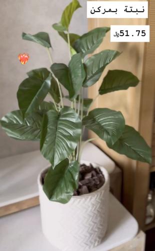 نبتة بمركن فخار داخل الرياض فقط