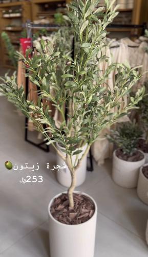 شجرة زيتون داخل الرياض فقط