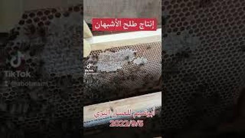 طلح الأشبهان 1446هـ