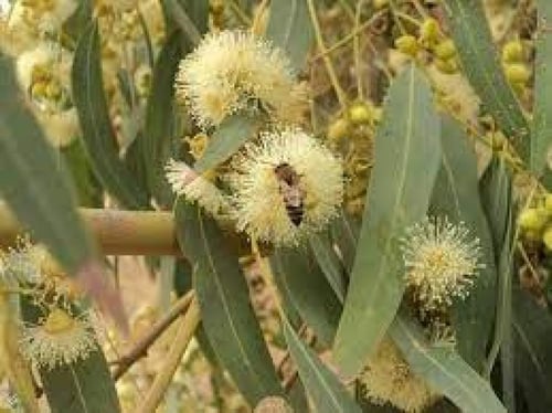 عسل الكينا 500 g