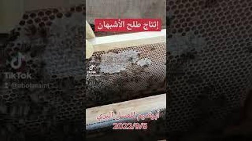 طلح الأشبهان 1446هـ