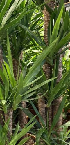 نبات يوكـــا