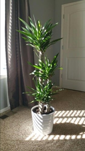 نبات يوكـــا