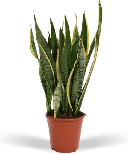 سينسفيريا جلد النمر