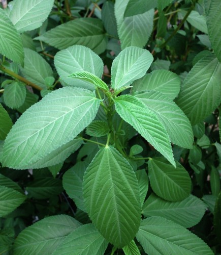 Malukhiyah seeds