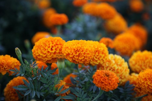 بذور زهرة Marigold برتقالي