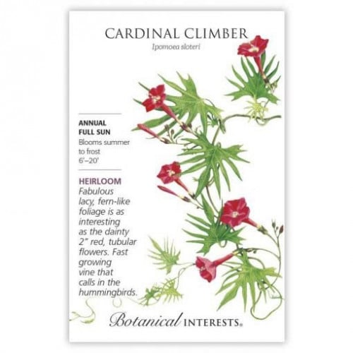بذور متسلقة الكاردينال - Cardinal Climber Seeds