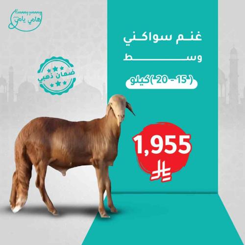غنم سواكني طازج ( وسط )