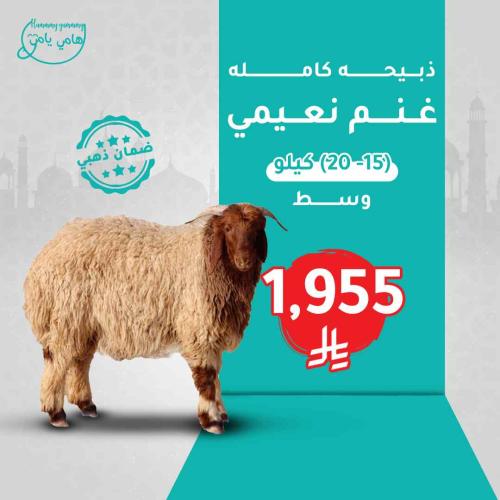 غنم نعيمي طازج ( وسط )
