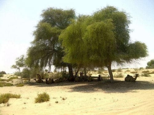 غاف خليجي 100 بذرة Prosopis cineraria
