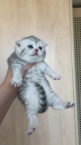 قطة سكوتش ستريت سلڤر انثى